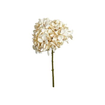 Hortensia stilk, Champagne